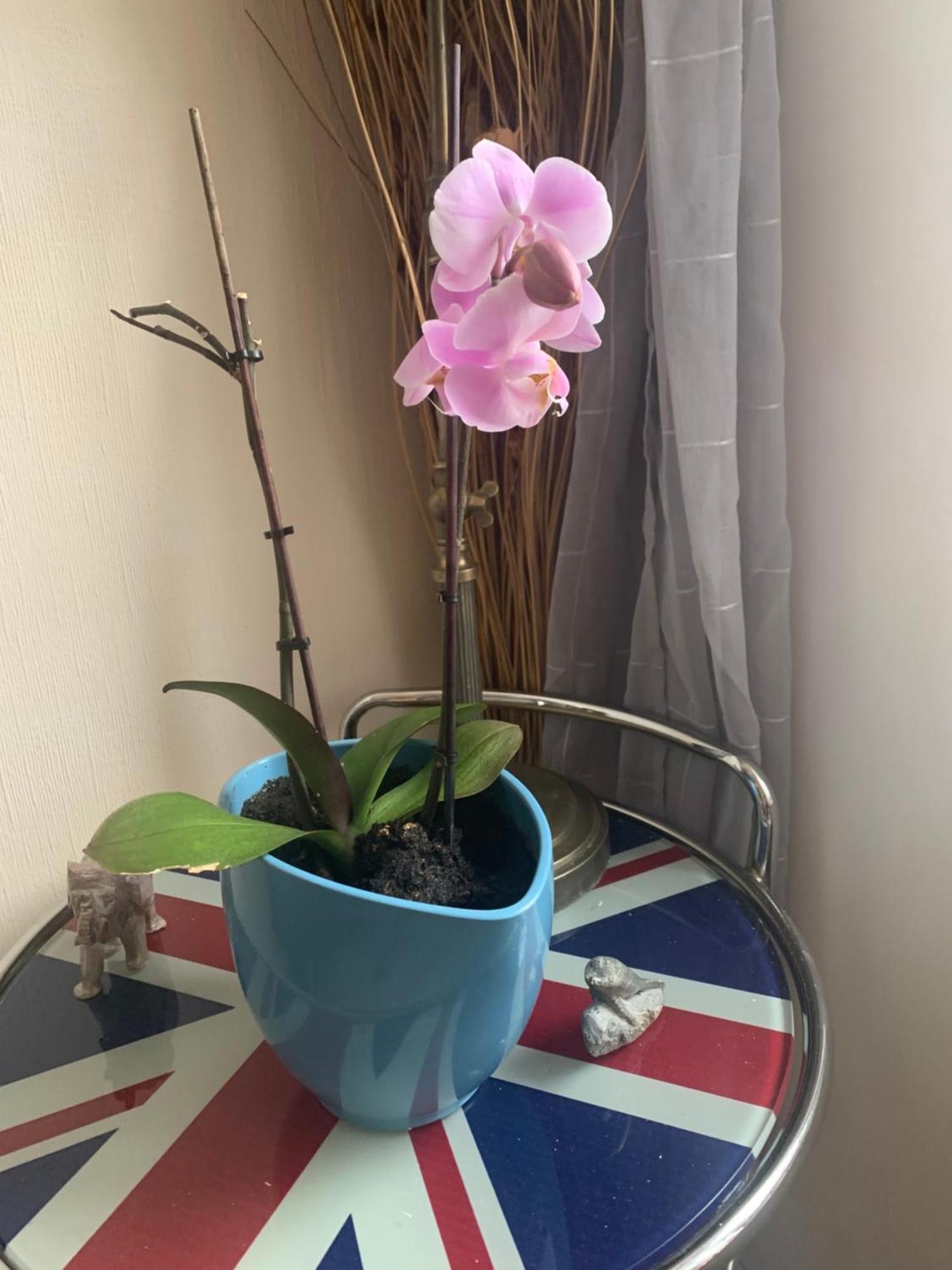 דירות Belle Chambre Au Coeur De באיון מראה חיצוני תמונה